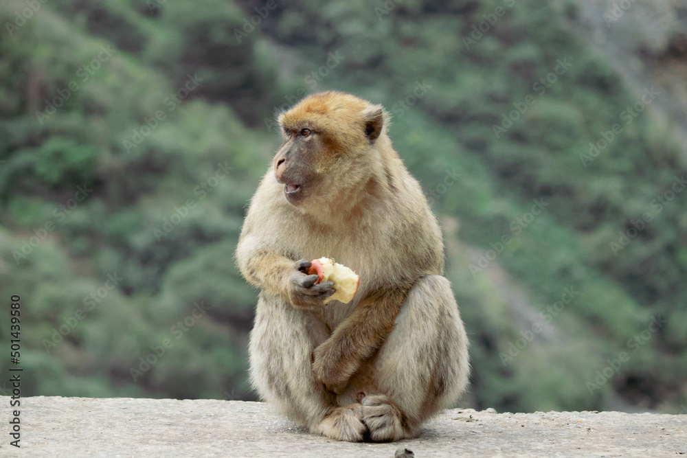 
a little monkey holding a piece of bread