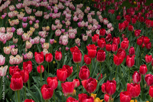 field of tulips © ManuelC_Ph