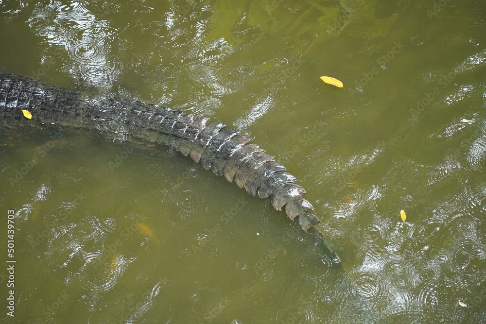 crocodile in the water crocodile in the water