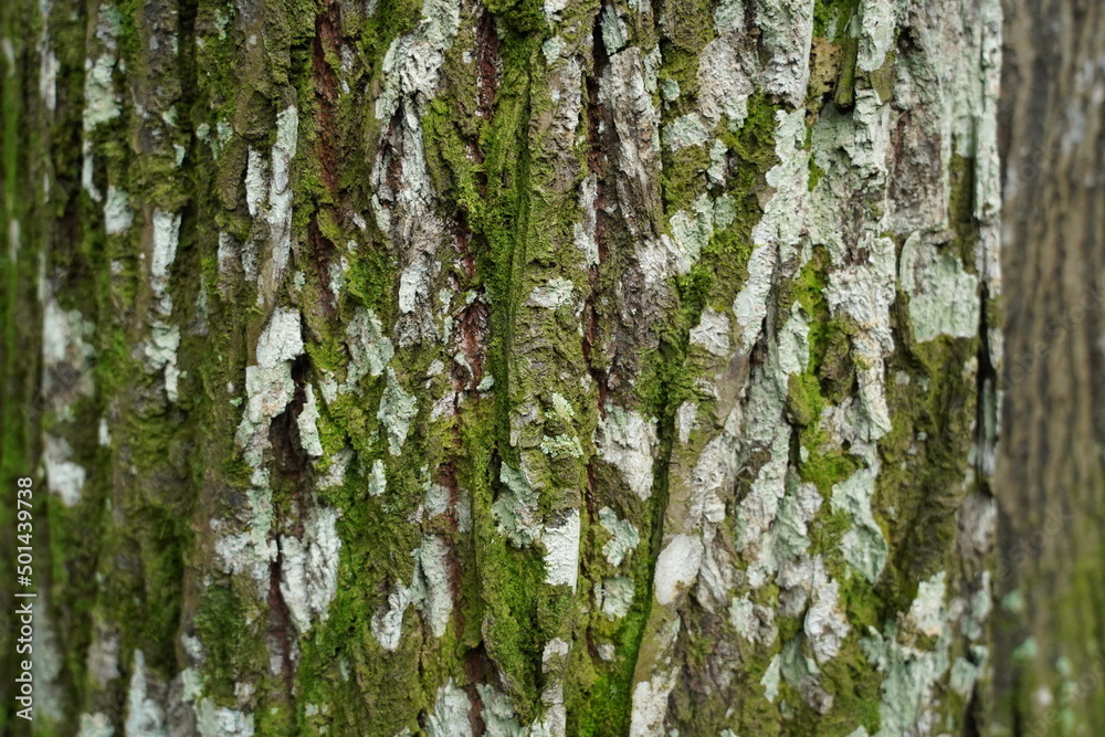 Fototapeta premium bark of a tree