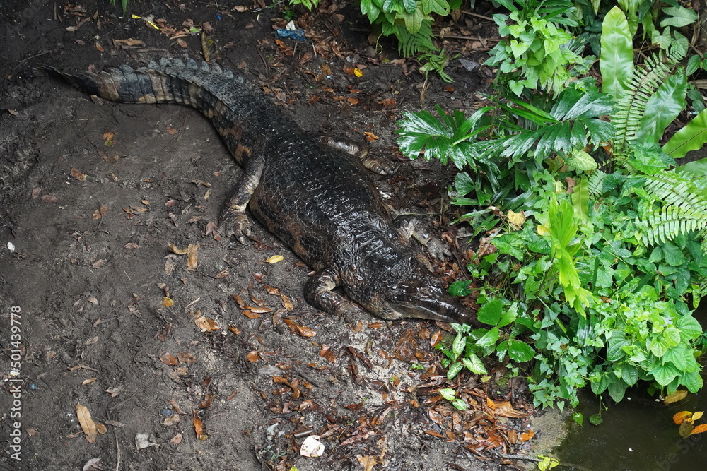 crocodile on the ground crocodile on the ground