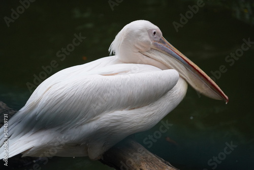 pelican in the water | Pelicans (genus Pelecanus) | 鵜鶘