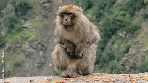 a close up of a macaque monkey in a mountain
