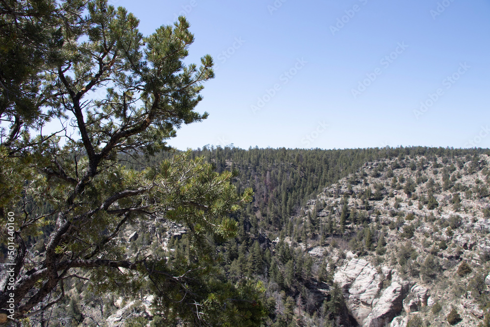 trees and sky in Walnut Canyon National Monument