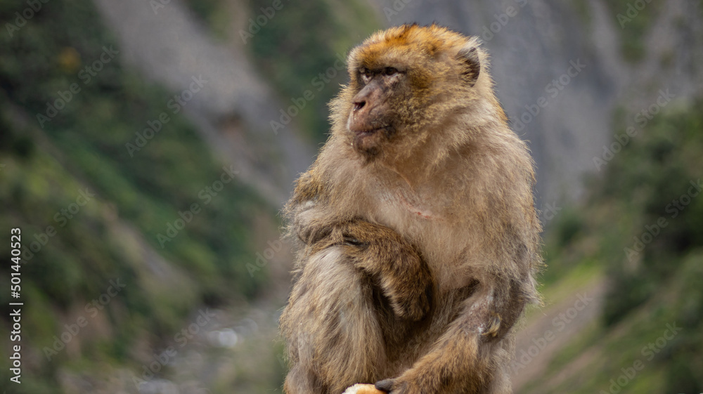 a close up of a macaque monkey in a mountain