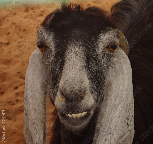 close up of a goat