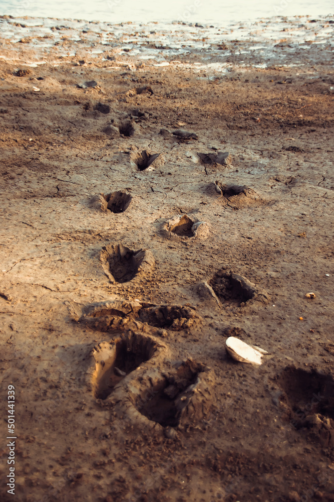 Foot Print Or Footsteps Of A Person In The Dirt Foot Steps In A Muddy how-many-steps-are-in-a-kilometer-olyrun