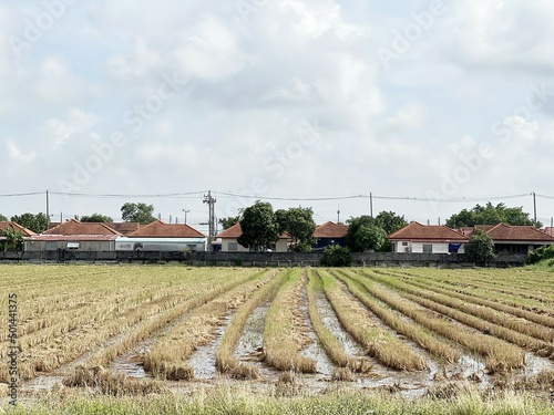 rice field in country Thailand photo