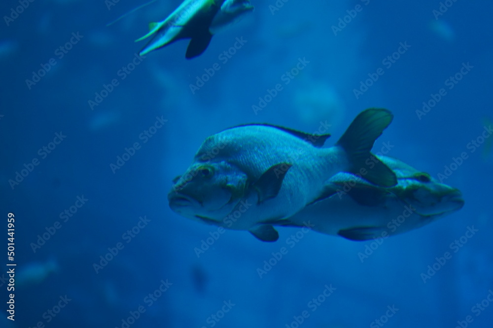 Fototapeta premium fish in aquarium