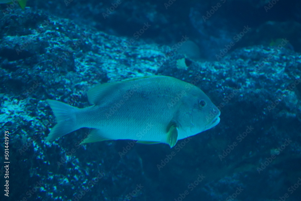 Fototapeta premium Korodai in aquarium