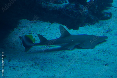shark in the aquarium © Jimmy