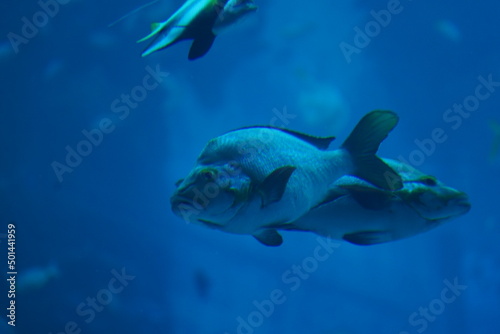 Wallpaper Mural fish in aquarium Torontodigital.ca