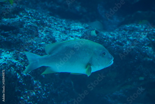 Korodai in aquarium