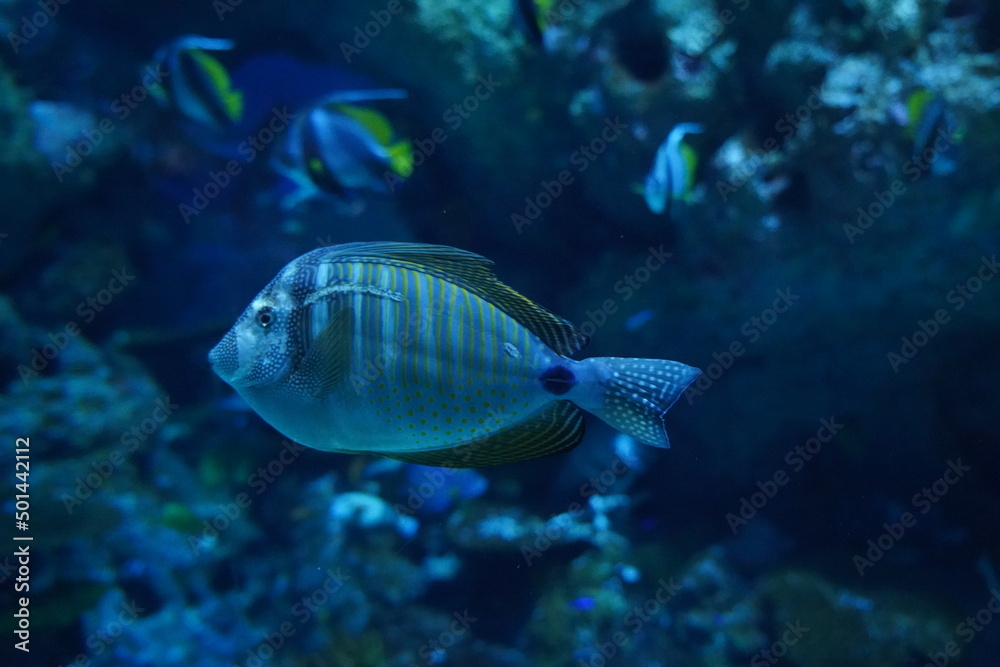fish in aquarium | The Desjardin s Sailfin Tang (Zebrasoma Desjardini) fish in aquarium | The Desjardin s Sailfin Tang (Zebrasoma Desjardini)