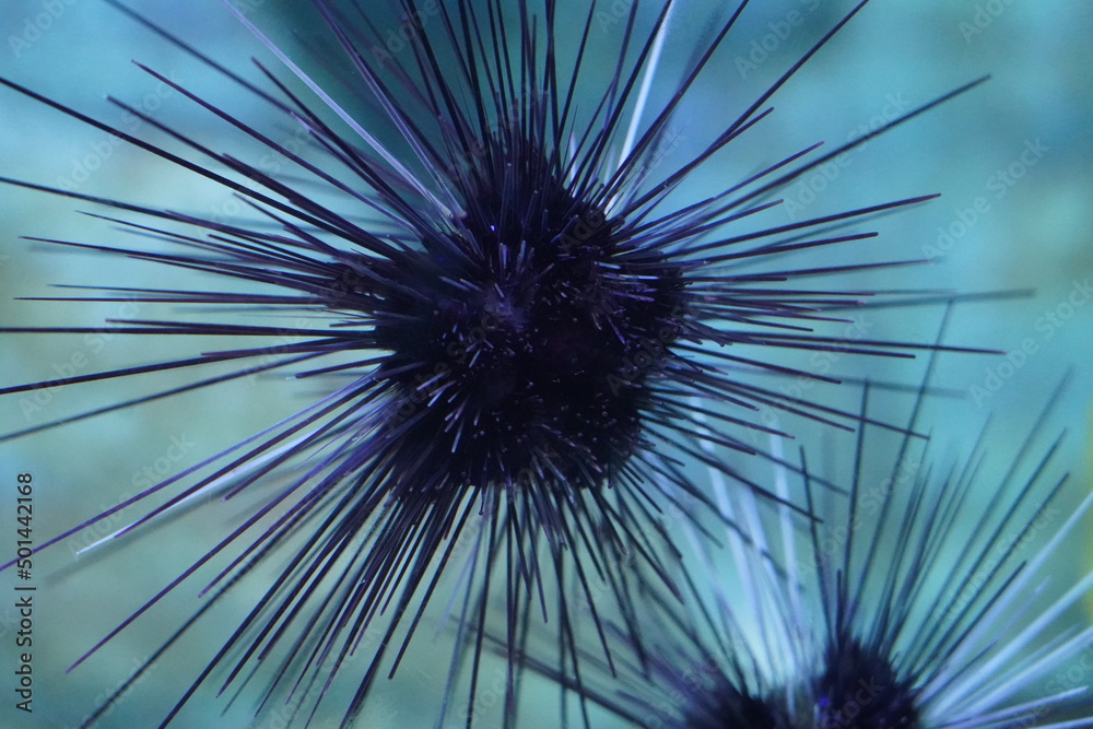 Naklejka premium fractal sea ​​urchin burst 