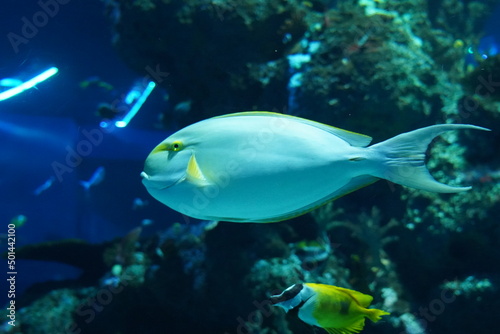 fish in aquarium