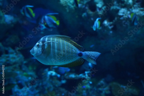 fish in aquarium   The Desjardin s Sailfin Tang  Zebrasoma Desjardini 