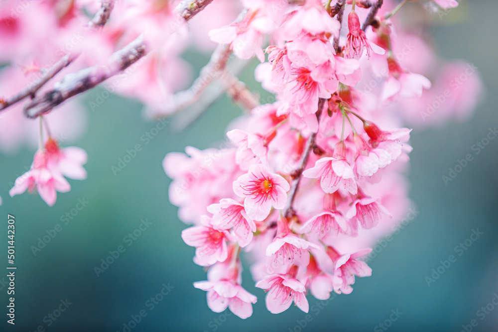Beautiful Pink Cherry Blossom on nature background , Sakura flower blooming , soft focus Beautiful Pink Cherry Blossom on nature background , Sakura flower blooming , soft focus