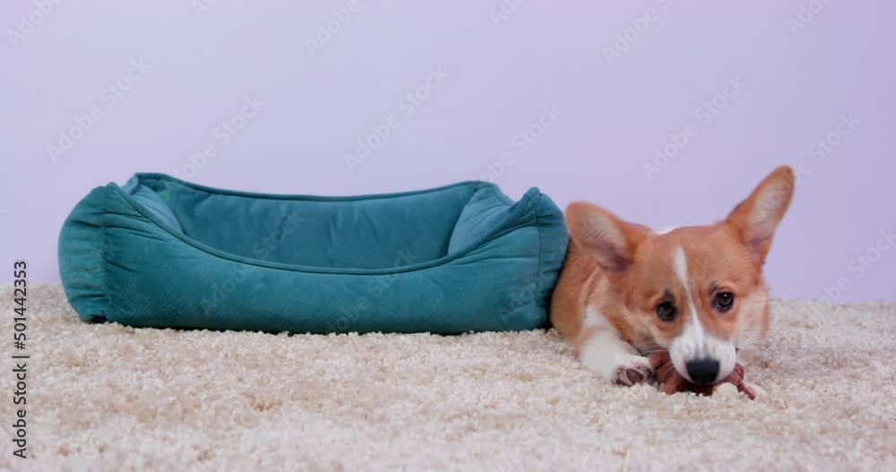 Welsh Corgi dog pet lies on fluffy rug chewing squeaky plush toy near soft blue bed against white wall. Cute purebred puppy plays at home close view