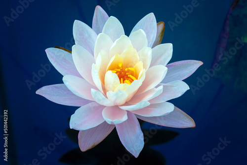 lotus flower with yellow pollen on blue surface of pond