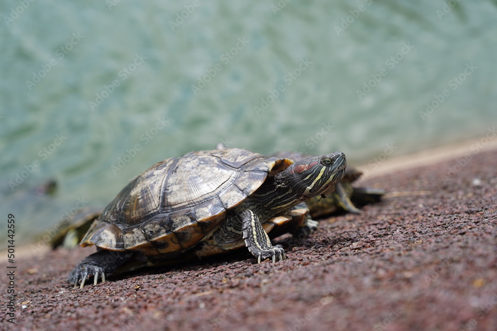turtle on a rock turtle on a rock