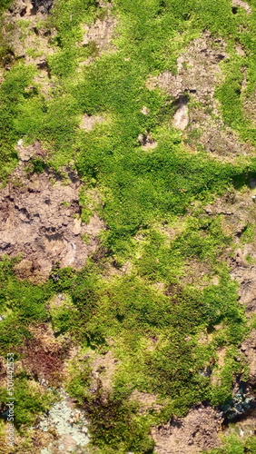 Living moss on an old tree trunk creating a texture pattern