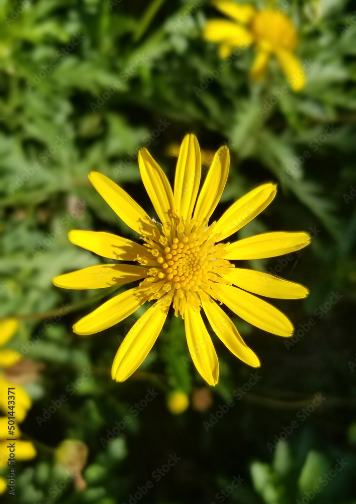 yellow flower in the garden yellow flower in the garden