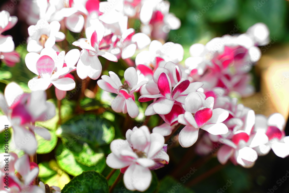 pink and white magnolia flowers pink and white magnolia flowers