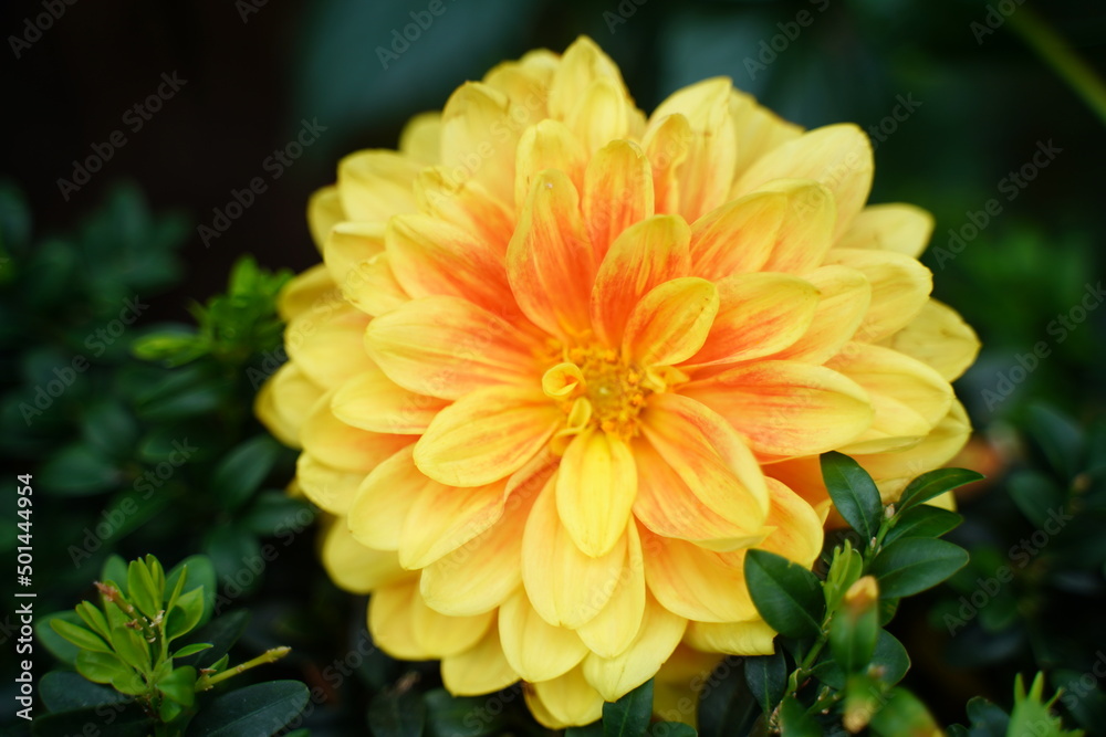 close up of yellow chrysanthemum flower
