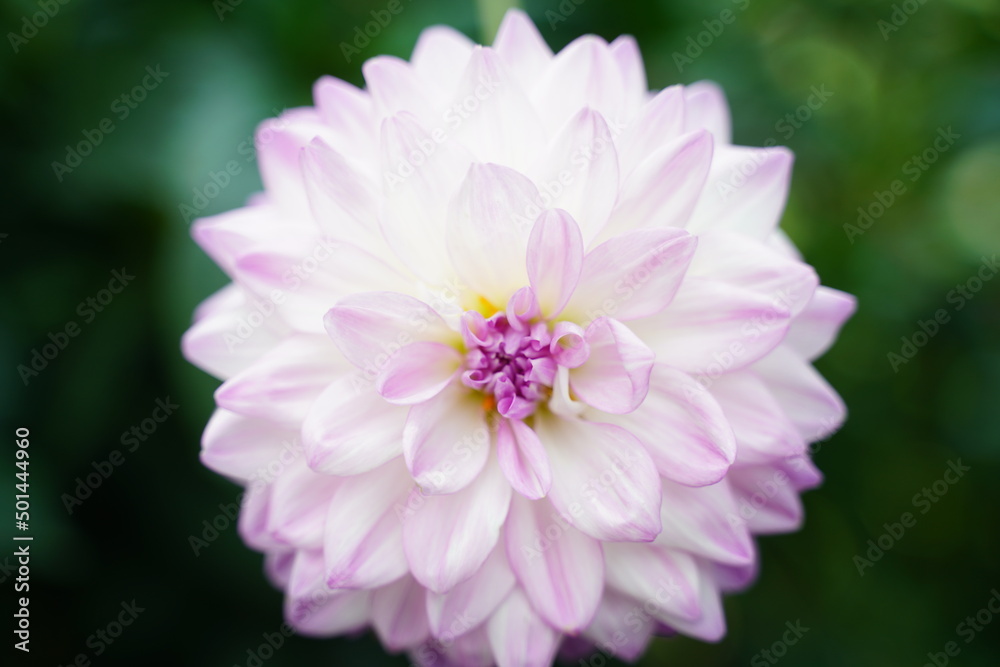 close up of purple chrysanthemum flower
