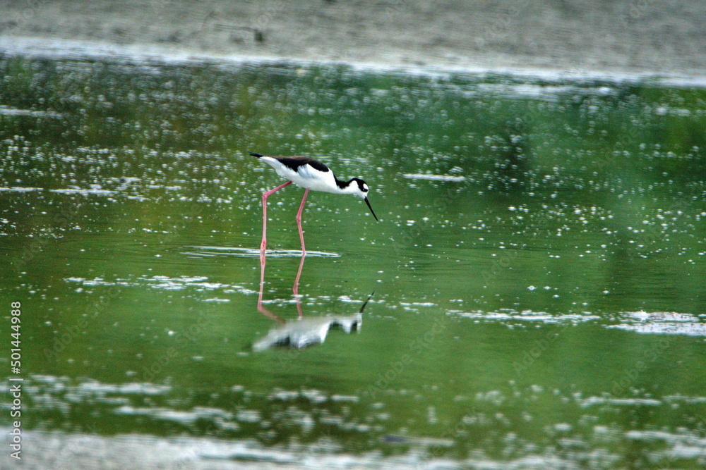 Obraz premium Black-necked stilt (Himantopus mexicanus) wading in a shallow pond near the beach in Ayampe, Ecuador