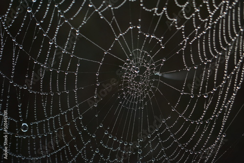 Canvas spider web with dew drops