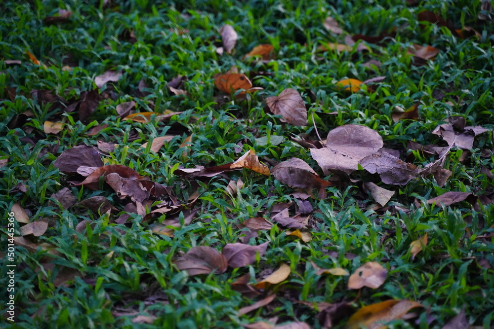dead leaves dead leaves