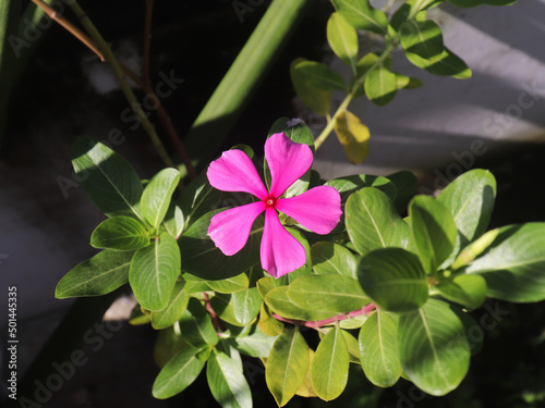 Pink vinca flower in a garden photo