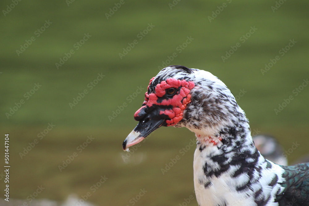 Fototapeta premium Pato