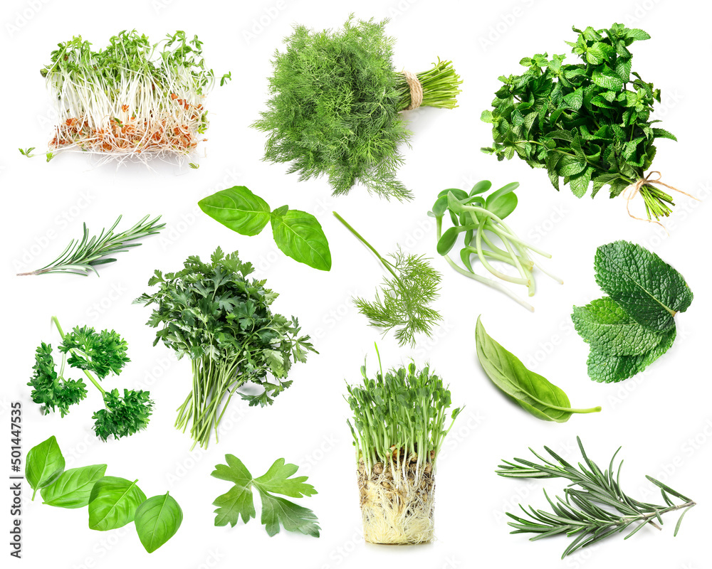 Fototapeta premium Set of fresh green herbs on white background
