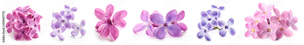 Set of beautiful lilac flowers isolated on white