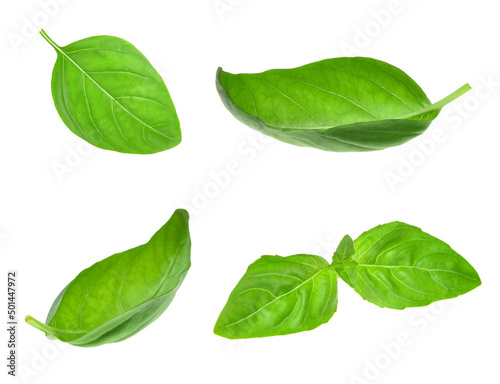 Billede på lærred Fresh basil leaves on white background