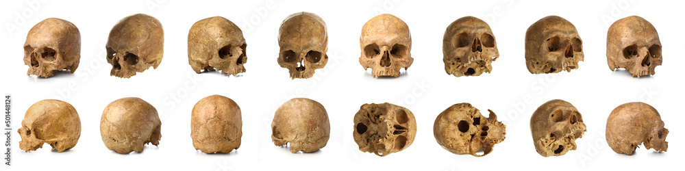 Set of old human skulls isolated on white Set of old human skulls isolated on white