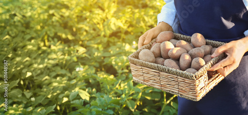 Female farmer with basket of raw potatoes in field, closeup