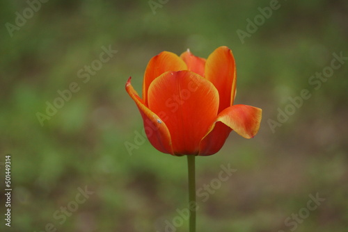 red tulip flower