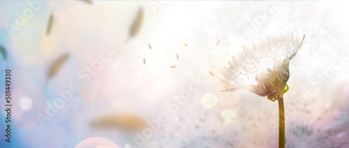 Fototapeta Naklejka Na Ścianę i Meble -  Beautiful dandelion on white background