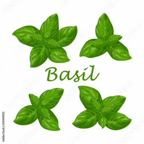 Basil. Green basil leaves. A fragrant plant for seasoning. Vector illustration isolated on a white background