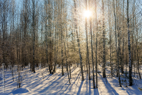 landscape in forest on a winter day © Maslov Dmitry