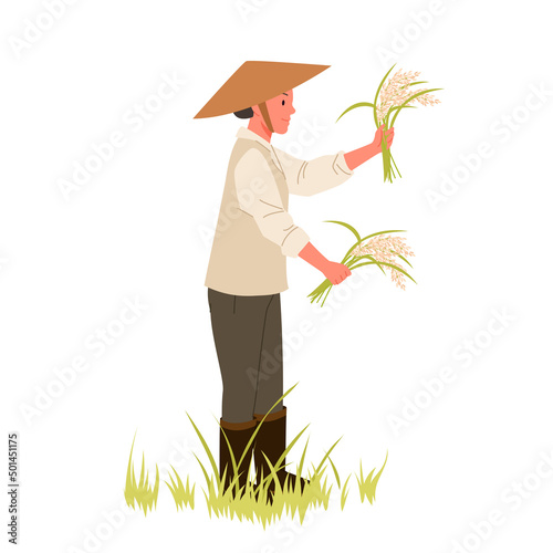 Rural farmer harvesting in rice land. Paddy field agriculture, asian farming work, worker conical hat, rice plantation and growing process, grains crops cultivation vector illustration