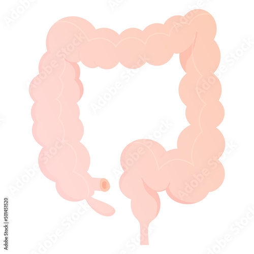 Vector illustration of the large intestine. photo