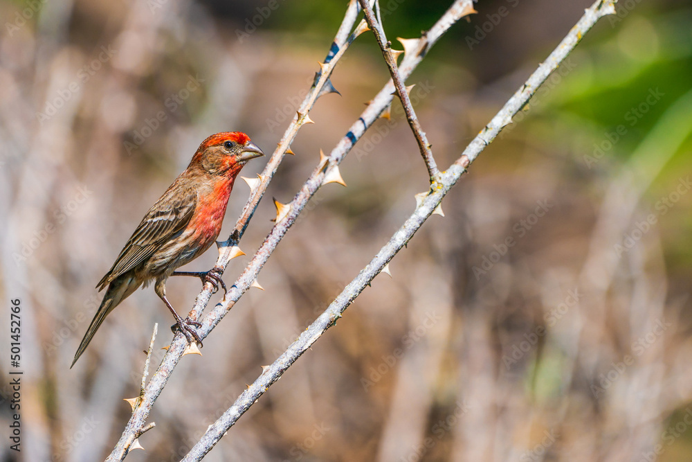 Red Bird (male Haemorhous purpureus) on a branch Red Bird (male Haemorhous purpureus) on a branch