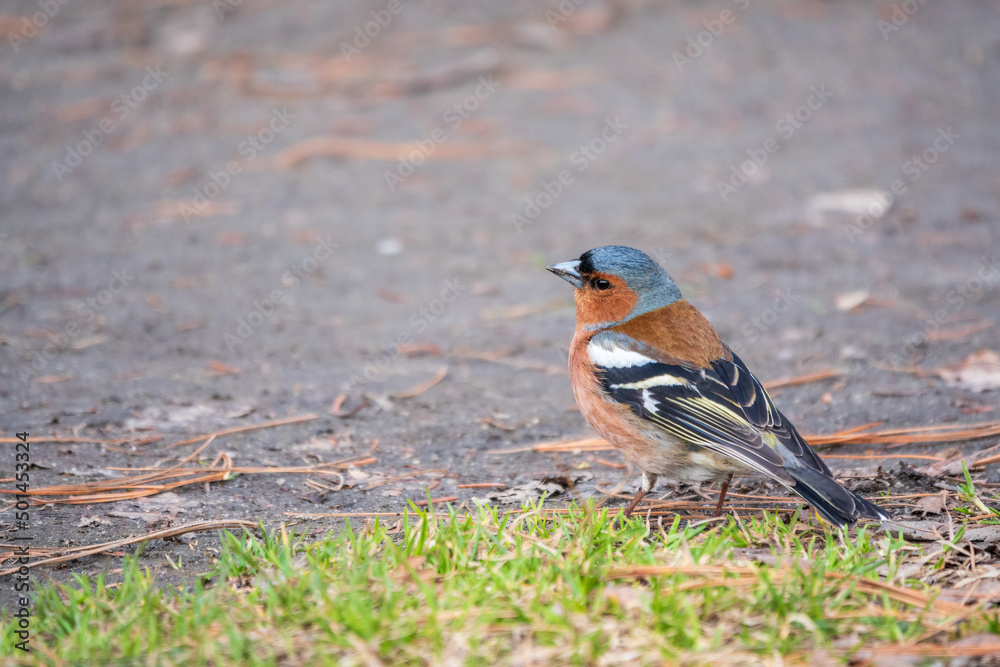 Naklejka premium Common chaffinch, Fringilla coelebs, sits on the ground in spring. Common chaffinch in wildlife.