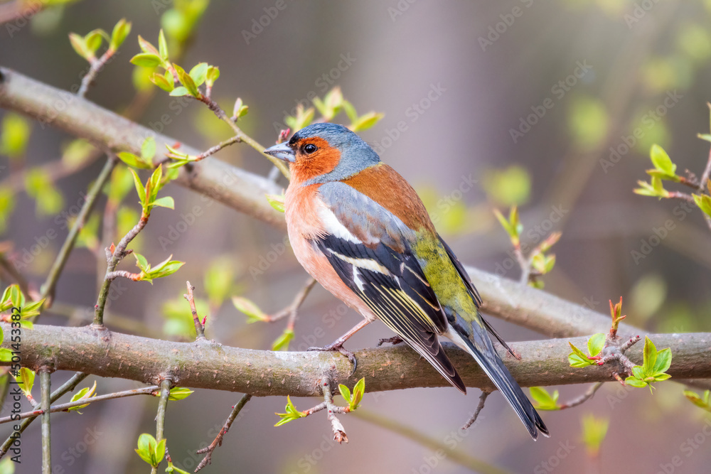 Fototapeta premium Common chaffinch, Fringilla coelebs, sits on a tree. Common chaffinch in wildlife.