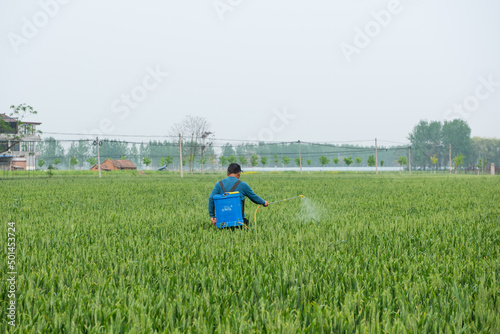 A man spraying insecticide manually by hand on a agriculture wheat field
